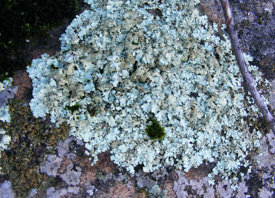 Lichene